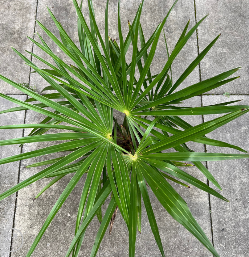 trachycarpus-wagnerianus-x-